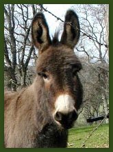 Brown Miniature Donkey