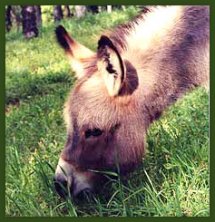 Gray Miniature Donkey