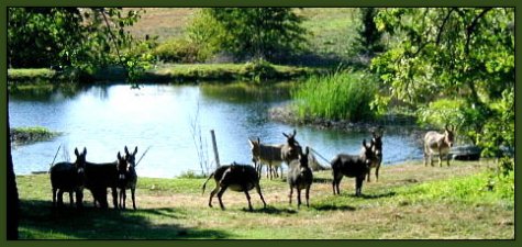 Mossy Oak Miniature Donkeys