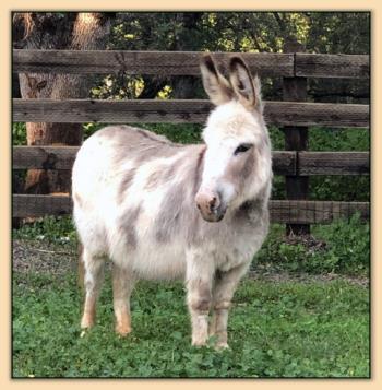 MGF Strudles Bon Bon, miniature donkey brood jennet at Mossy Oaks in California.