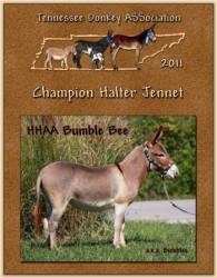 HHAA Bumbles, 2011 High Point Halter Jennet of Tennessee!