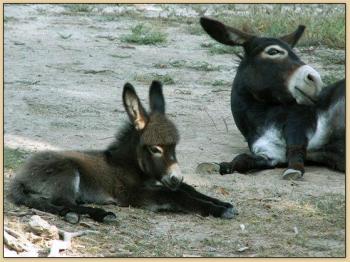 Classi with her jack foal