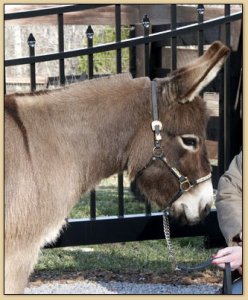 Pine Grove Farm Lollipop