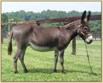 Pine Grove Farm Lollipop