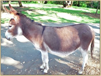 Welcome to Mossy Oaks Miniature Donkeys