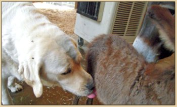 Dutch helps clean the foals