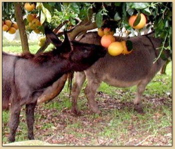 Ripe Yet?