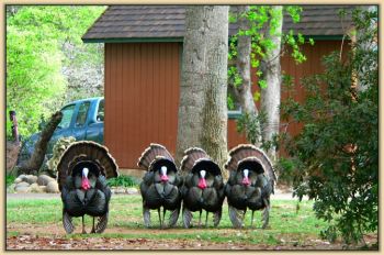 Turkeys