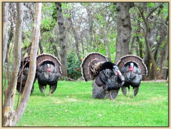 Turkeys