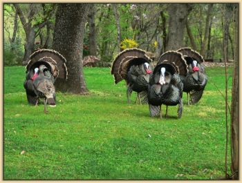 Turkeys