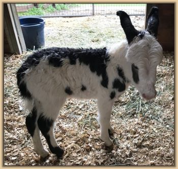 Mossy Oak's Oh Oh Domino, black and white spotted jack