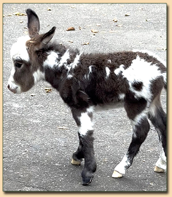 iny Dark Spotted Jack For Sale