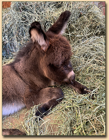 Itsy Bitsy, wooly jennet for sale