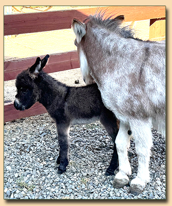 Itsy Bitsy, wooly jennet for sale